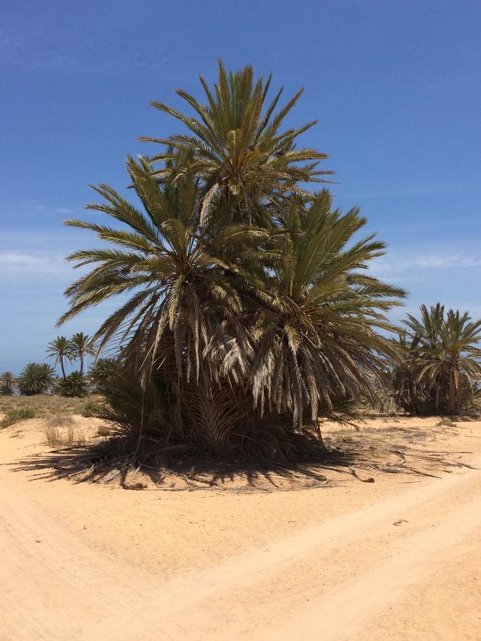 Dar Jasmin Djerba Bed & Breakfast Temlale Exterior foto